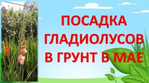 Гладиолусы уход выращивание посадка луковиц в грунт весной. Как посадить гладиолусы на даче.