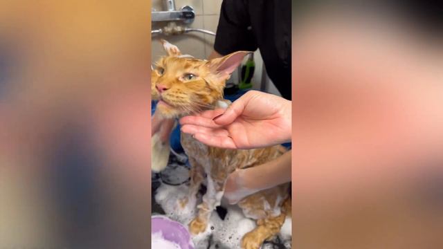 Груминг кота