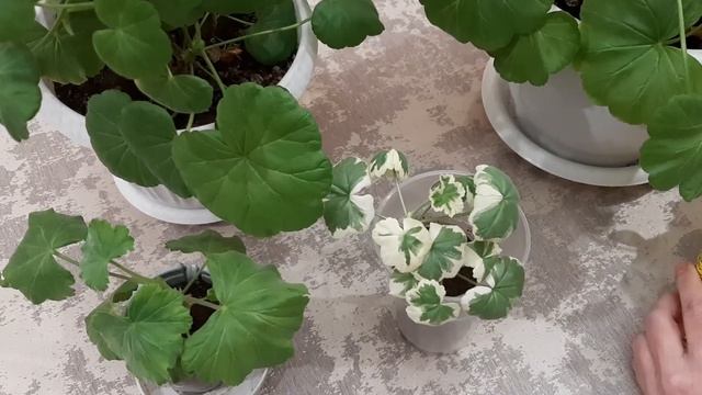 Под любой цветок зимой 1 гр восстановит и поможет с желтыми листьями, проверенный рецепт подкормки смотреть онлайн