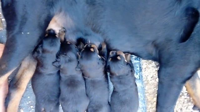 Щенки ротвейлера смотреть онлайн