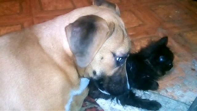 Стаффордширский терьер. Щенок 5 месяцев смена зубов. Staffordshire terrier change of teeth. смотреть онлайн