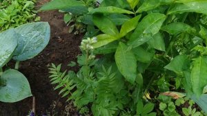 Синюха голубая в вашем цветнике