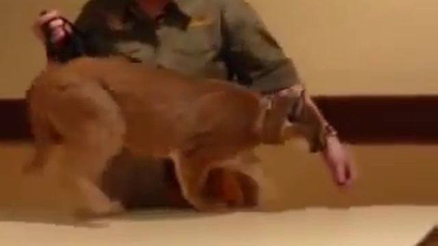 Caracal Каракал Murmulet.ru