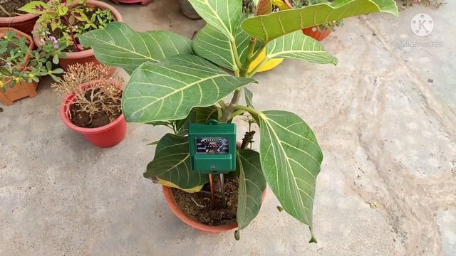 Soil PH Meter||Soil Moisture Tester||3 in 1 Ph Meter||How to use||Water & Soil смотреть онлайн