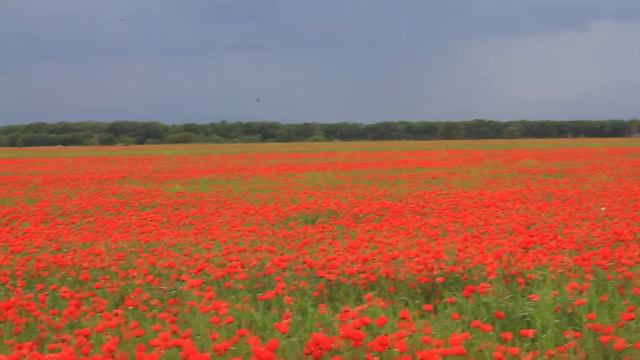 Алматы. Май. Маки. Popy fields смотреть онлайн