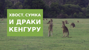 Кенгуру и семьи кенгуру