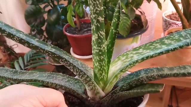 Новые растения смотреть онлайн