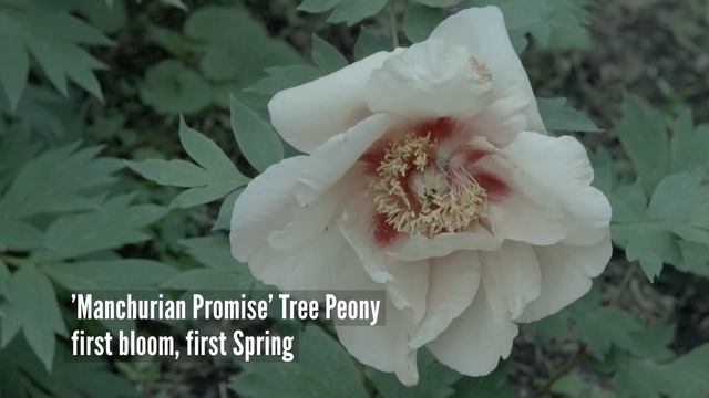 My 2020 Peony Growing Season Recap | a florist's cut flower garden смотреть онлайн