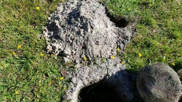 Канадська технологія будівництва. Озеленення території. Клумба з туями та ялівцями. Посадка туй. смотреть онлайн