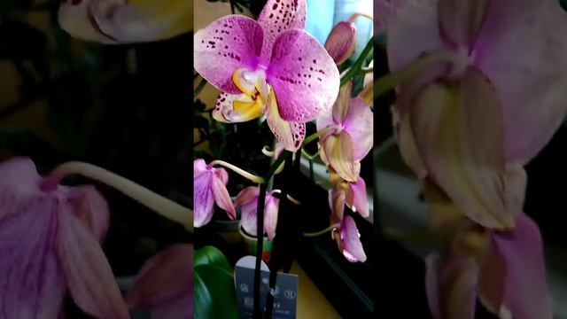 Новый фаленопсис - это Пиниф (Pinif) ??? ??? Из Флориссимы!!! смотреть онлайн
