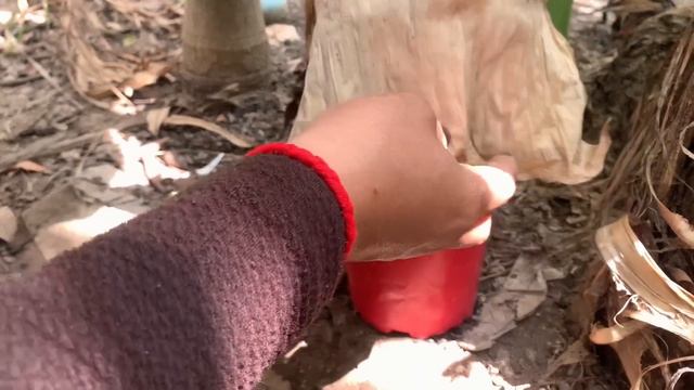 Best Technique For Growing Peppers Tree with chicken egg and Aloe Vera смотреть онлайн