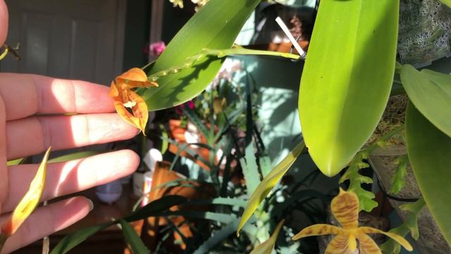 Осеннее цветение орхидей. ч.1 смотреть онлайн