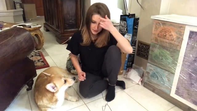 Будут ЩЕНКИ у Таффи или нет? Рассказываю всю правду/ ВЕЛЬШ КОРГИ