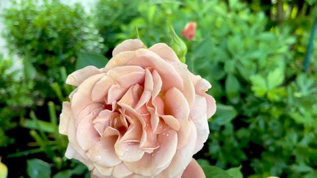 Волшебные розы - «Коко Локо» смотреть онлайн