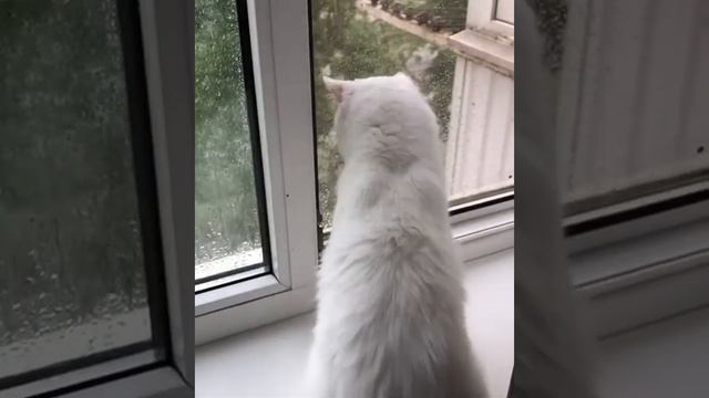 Котенок турецкая ангора в окне