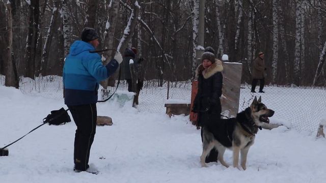 Восточно Европейская Овчарка Граф на ЗКС. Кусачки. смотреть онлайн