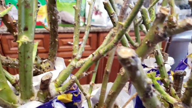 Huge Lowe's Haul! Bagged Roses, Herbs, Vegetables, Forsythia Flowers!! смотреть онлайн