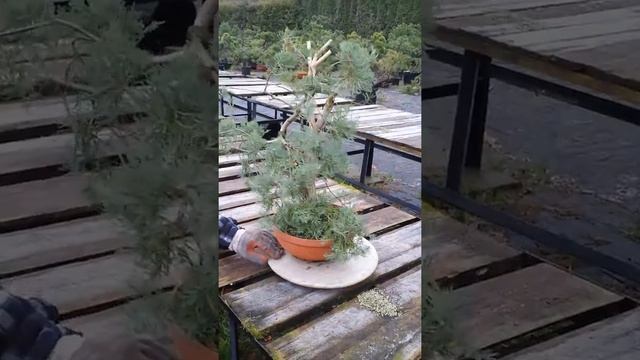 juniperus grey owl смотреть онлайн