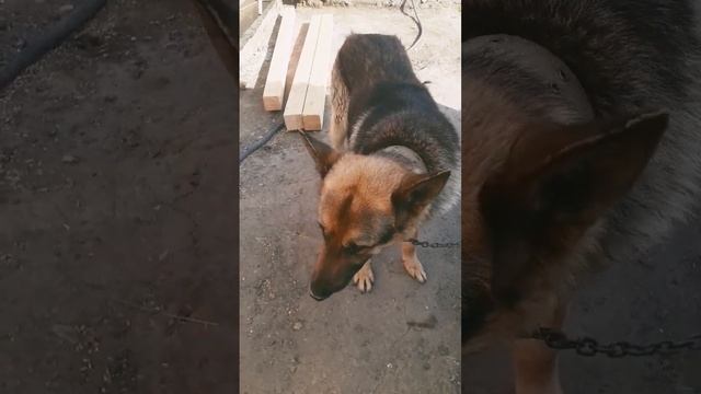 Овчарка Лорд хулиганит смотреть онлайн