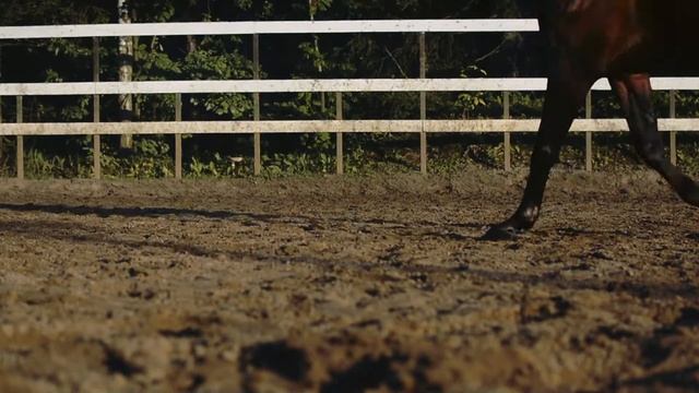 Аллюры лошадей смотреть онлайн