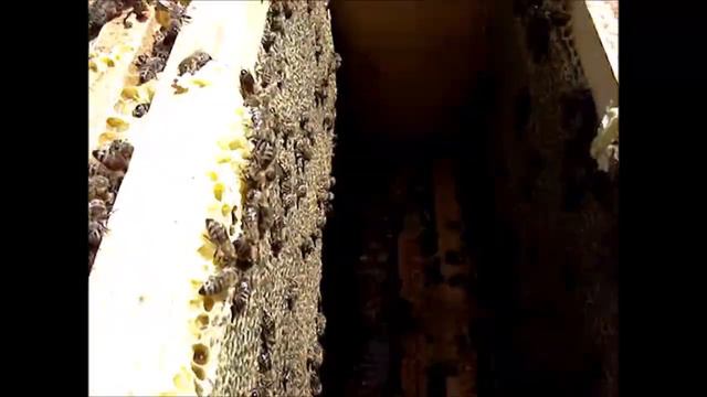 Монстр побил все рекорды 70кг!!! Август 2018 смотреть онлайн