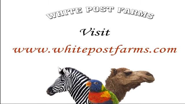 Long Island Water slides best water slides in Long Island смотреть онлайн