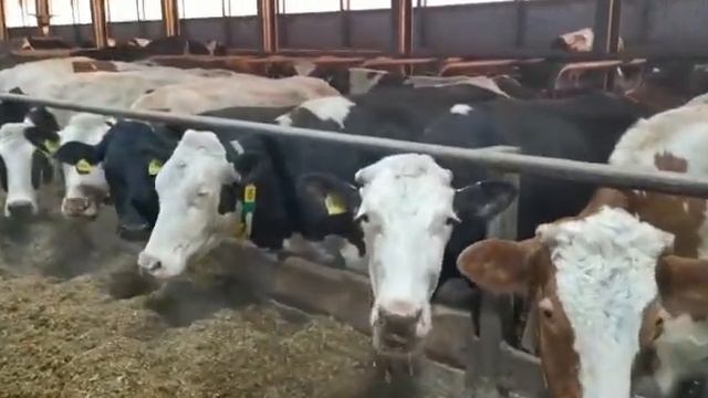 Молочные племенные коровы. Продажа КРС разных пород коров. agrokros.ru #крс смотреть онлайн