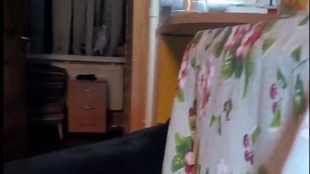 КОТ ШУНЯ-СКРОМНАЯ ЗВЕЗДА.РОТВЕЙЛЕР ЭНТУЗИАСТ.(под баян) смотреть онлайн