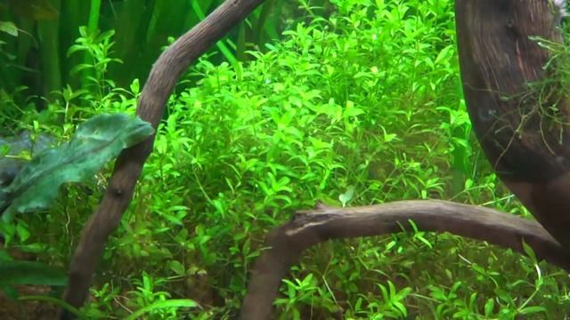 ХЕМИАНТУС МИКРАНТЕМОИДЕС