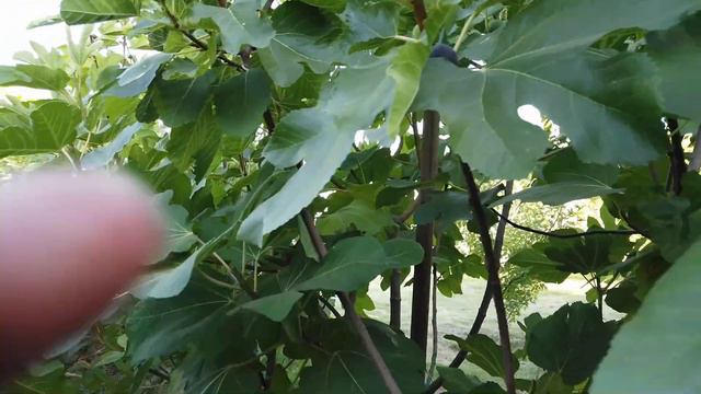 Fouskounia Fig смотреть онлайн