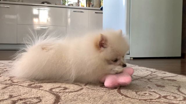Девочка немецкий шпиц смотреть онлайн