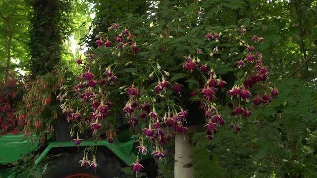 Fuchsia смотреть онлайн