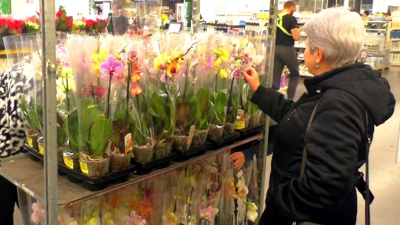 Новый год и НОВЫЕ ОРХИДЕИ от поставщика ФЛОБАС в Леруа Мерлен. Голландские орхидеи.
