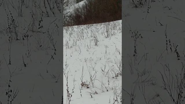 Фазан зимой. Часть 4. Заключительная. Спасение бегством. Купянский район. На Белых горах. смотреть онлайн