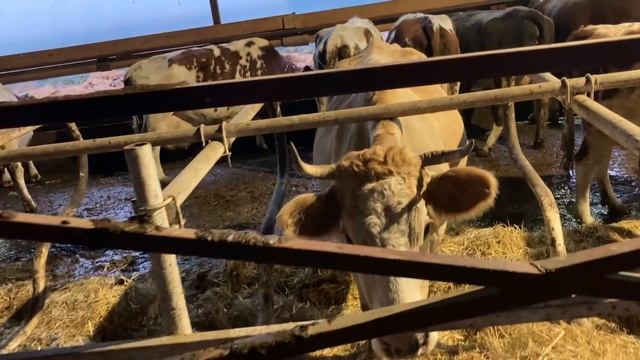 Чистим коровник в непогоду. Новые коровки привыкают. смотреть онлайн