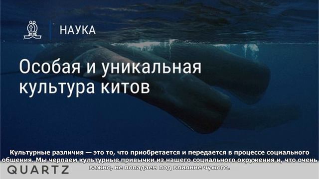 Особая и уникальная культура китов смотреть онлайн