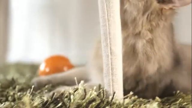 Royal Canin Cat Indoor 30 low смотреть онлайн