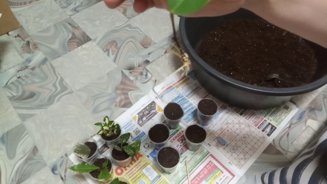 Комнатные Растения. Пересадка Укореняшек Разных. 16 Сентября смотреть онлайн