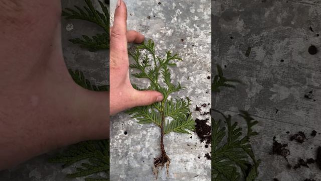 Появились корни на черенках! #черенки #черенкование #купитьтуи #саженцы #садовыедела.рф #садовыедел смотреть онлайн