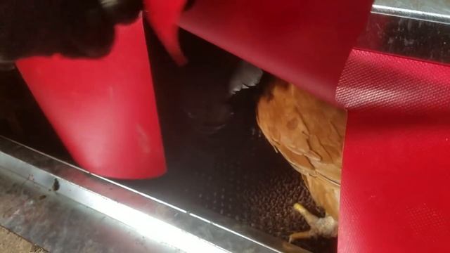 Watch Chickens Lay Eggs Inside the Best Nest Box! - M&M Eggs Farm смотреть онлайн