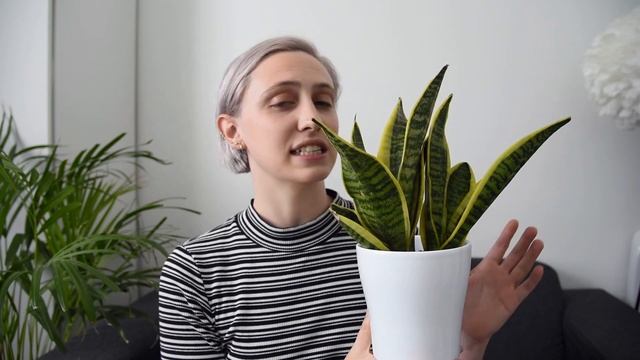 THE (almost) UNKILLABLE SNAKE PLANT | Sansevieria Care Tips & Tricks смотреть онлайн