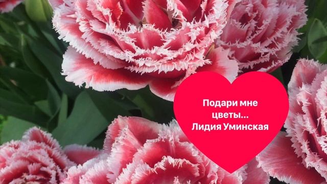 Подари мне цветы. Стих читает Лидия Уминская смотреть онлайн