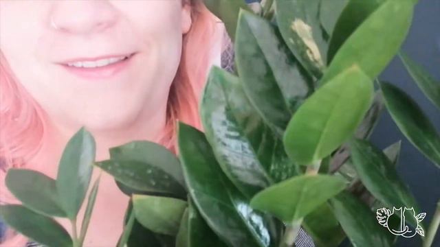 Sport Plant Hunting *vlog* смотреть онлайн