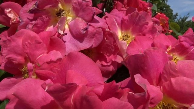 Rosa ´Bajazzo´ смотреть онлайн