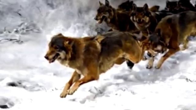 Стая волков окружила мальчика, что произошло дальше, невозможно выразить словами. смотреть онлайн