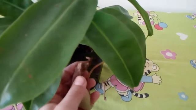 Непентес.хищное растения уход смотреть онлайн