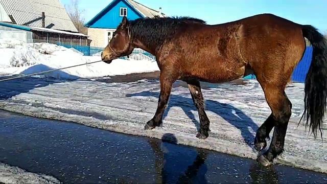 Русский тяжеловоз . Продажа. смотреть онлайн