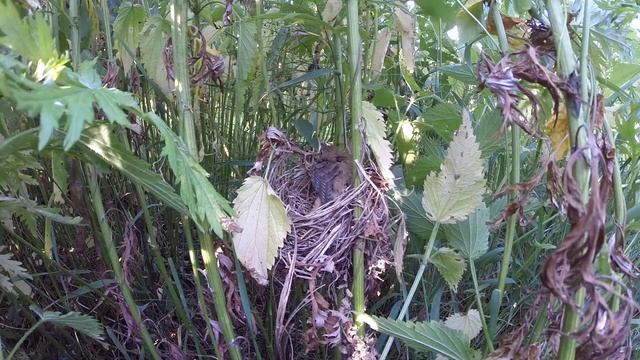 Камышовка болотная 14 123 в крапиве Софрино 1GP140713 2 1 птенец тянется за кормом