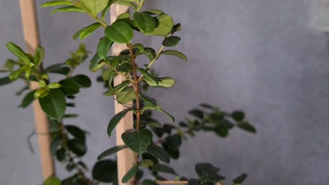 Мирт Лума 3 смотреть онлайн