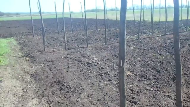 Выращивание огурцов в открытом грунте / Как заработать на выращивании огурцов смотреть онлайн